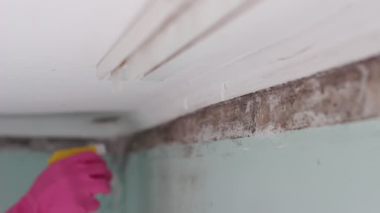 Best Basement Mold Removal  in Debary, FL